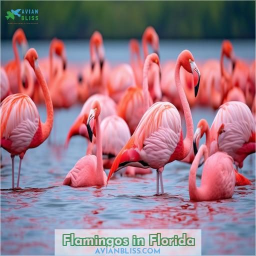 Flamingos in Florida