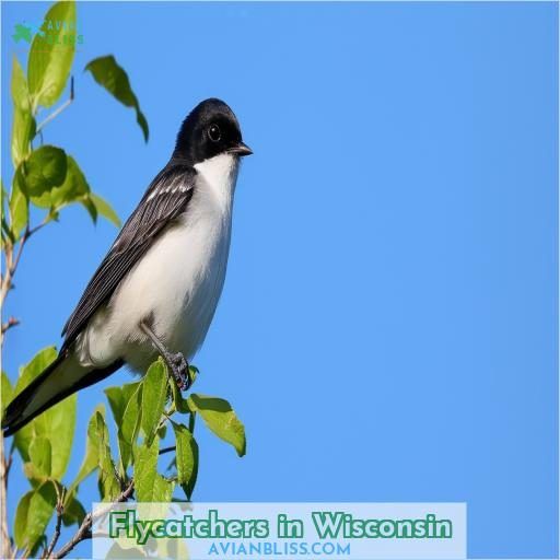 Flycatchers in Wisconsin