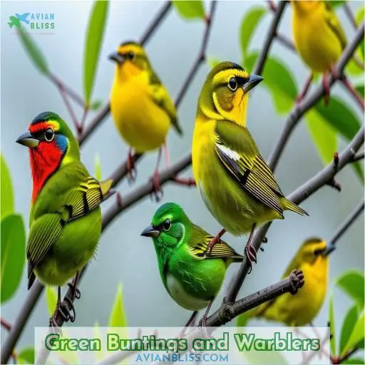 Green Buntings and Warblers