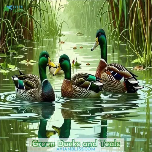 Green Ducks and Teals