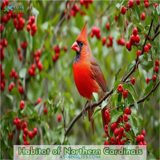 Habitat of Northern Cardinals