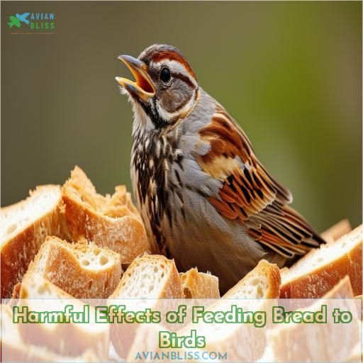 Harmful Effects of Feeding Bread to Birds