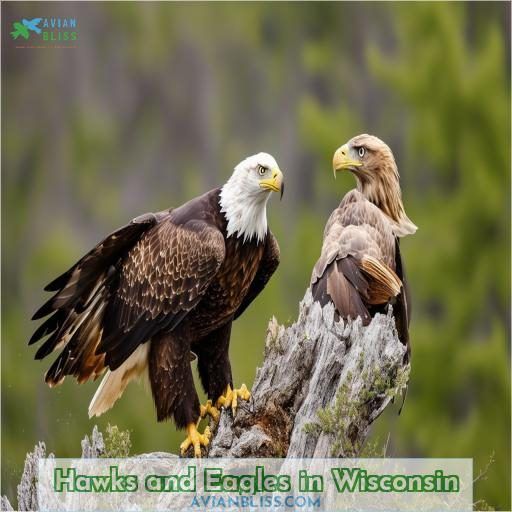 Hawks and Eagles in Wisconsin