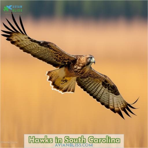 Hawks in South Carolina