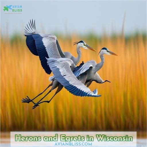 Herons and Egrets in Wisconsin