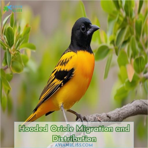 Hooded Oriole Migration and Distribution