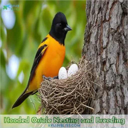 Hooded Oriole Nesting and Breeding