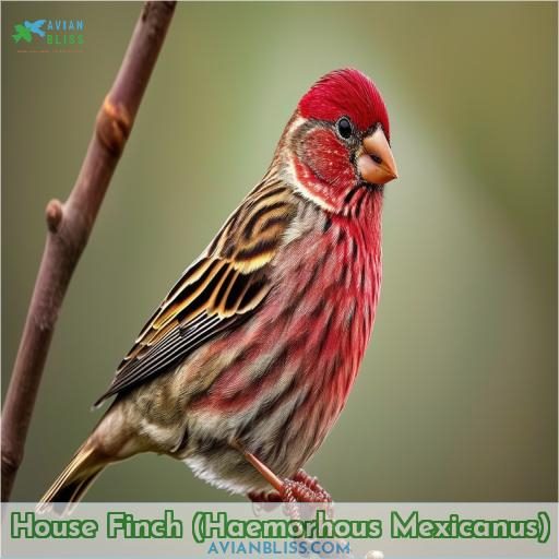 House Finch (Haemorhous Mexicanus)
