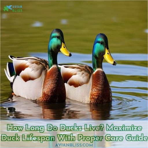 how long do ducks live