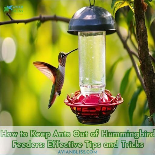 how to keep ants out of hummingbird feeders