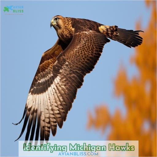Identifying Michigan Hawks