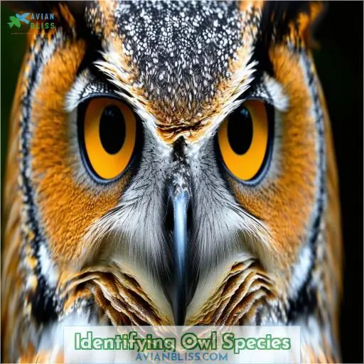 Identifying Owl Species