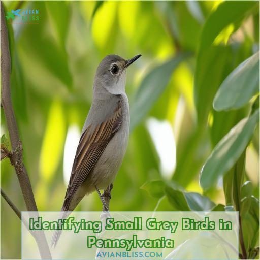 Identifying Small Grey Birds in Pennsylvania