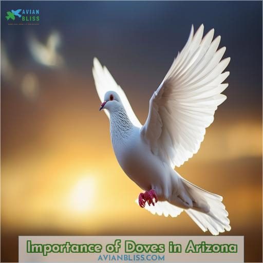 Importance of Doves in Arizona