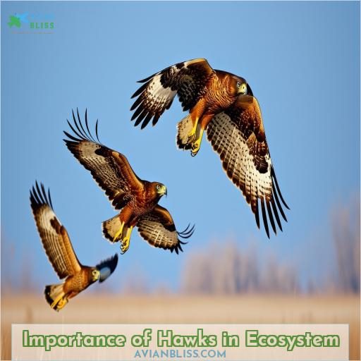 Importance of Hawks in Ecosystem