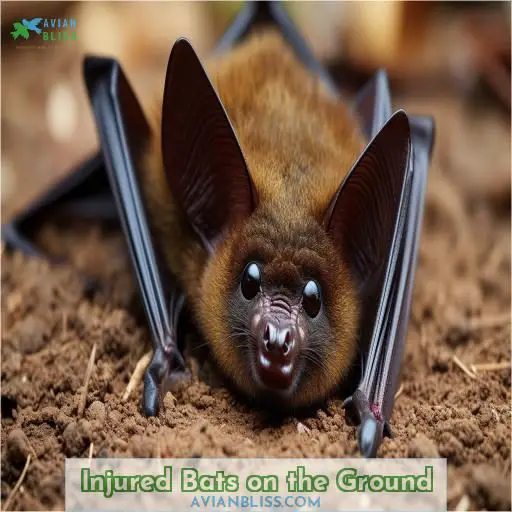 Injured Bats on the Ground