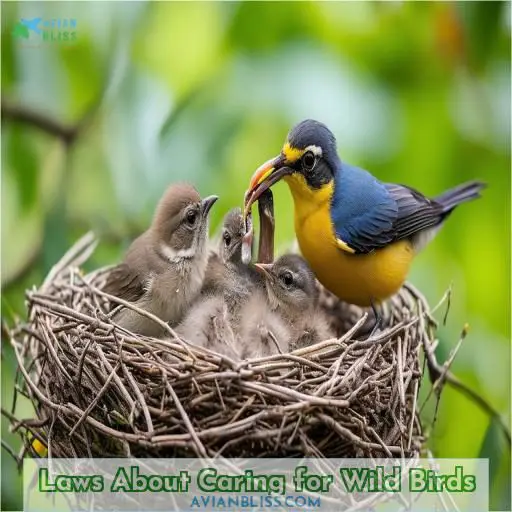 Laws About Caring for Wild Birds