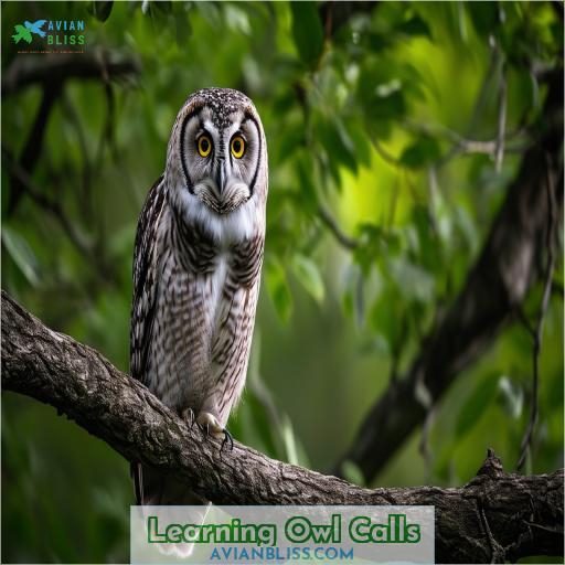 Learning Owl Calls