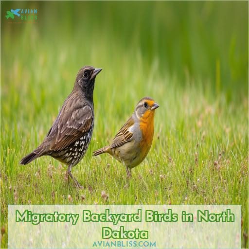 Migratory Backyard Birds in North Dakota