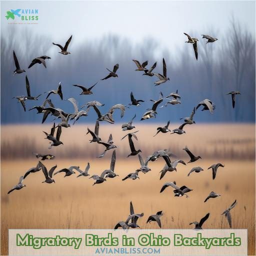 Migratory Birds in Ohio Backyards