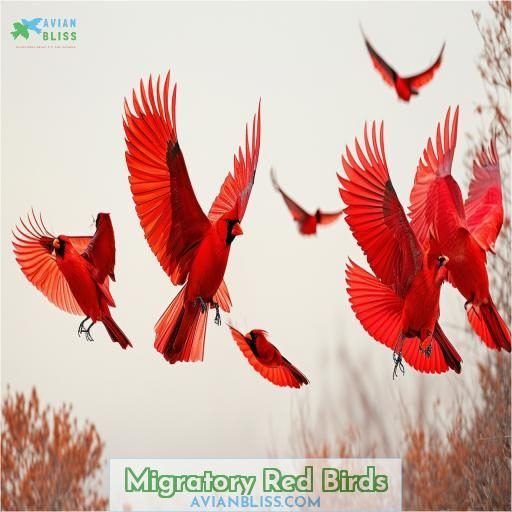 Migratory Red Birds