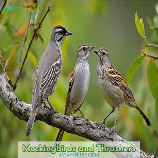 Mockingbirds and Thrashers