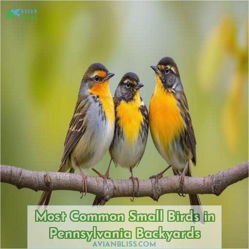 Most Common Small Birds in Pennsylvania Backyards