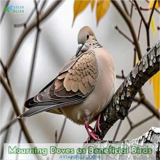 Mourning Doves as Beneficial Birds