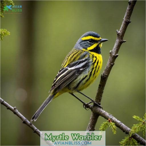 Myrtle Warbler