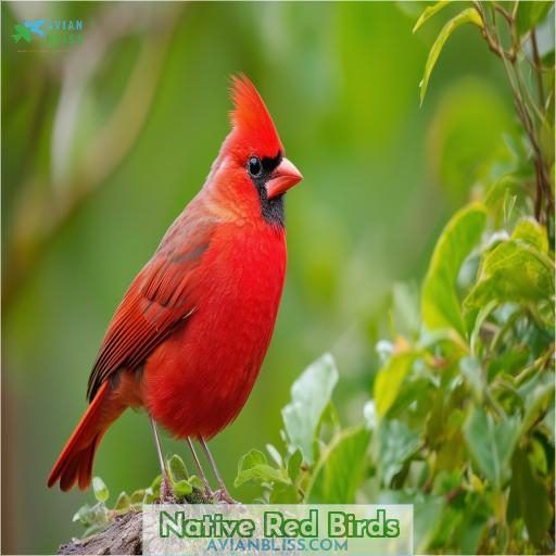 Native Red Birds