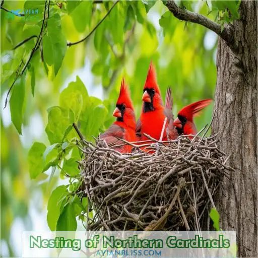 Nesting of Northern Cardinals