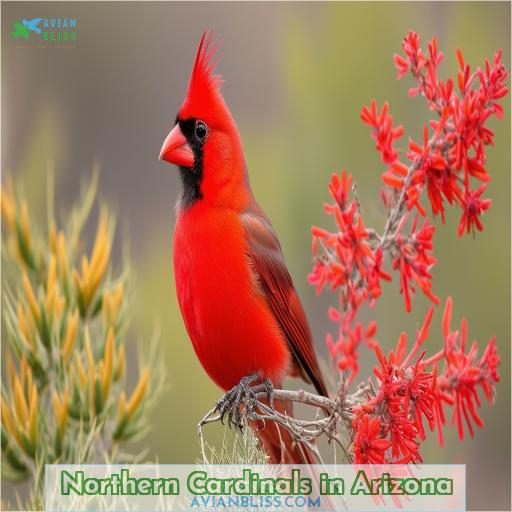 Northern Cardinals in Arizona