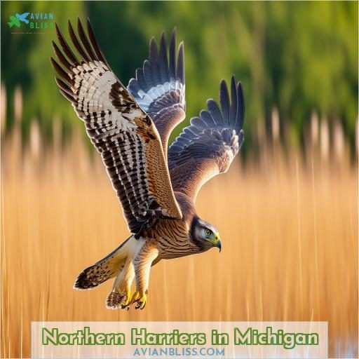 Northern Harriers in Michigan