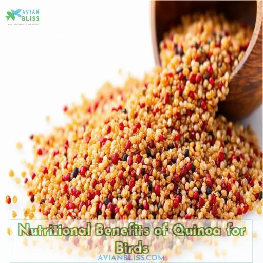 Nutritional Benefits of Quinoa for Birds