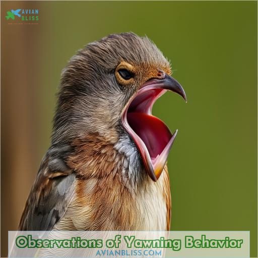 Observations of Yawning Behavior