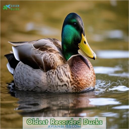 Oldest Recorded Ducks