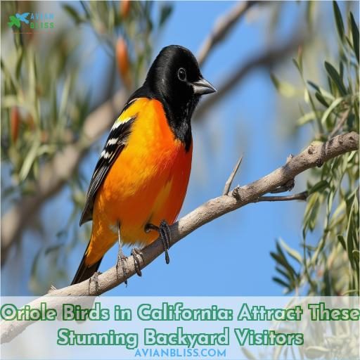 oriole birds in california