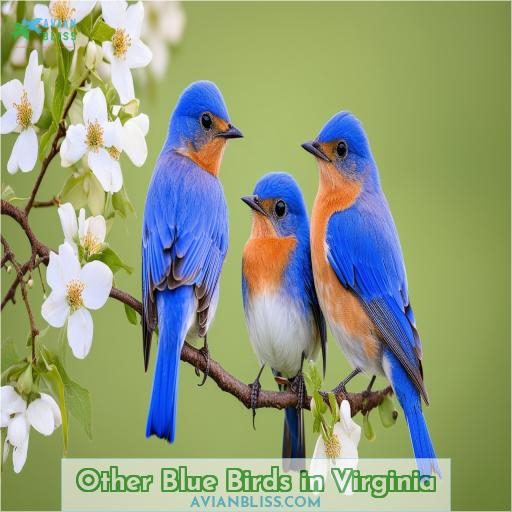 Other Blue Birds in Virginia
