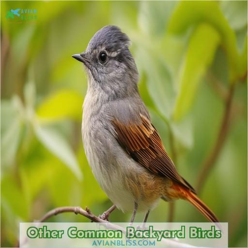 Other Common Backyard Birds