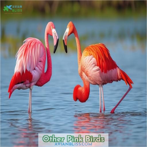 Other Pink Birds