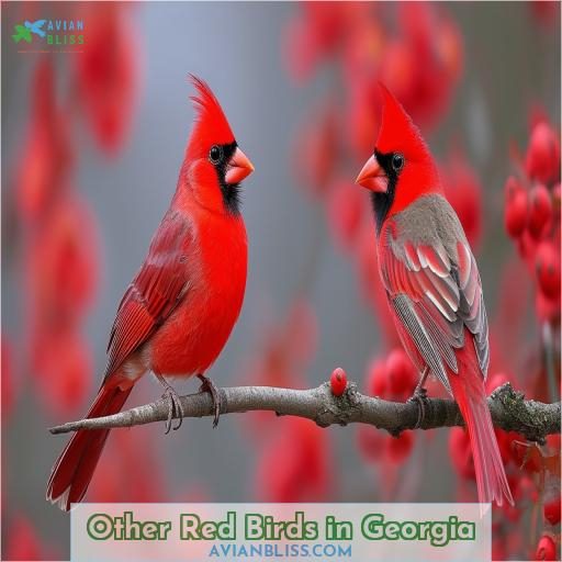 Other Red Birds in Georgia