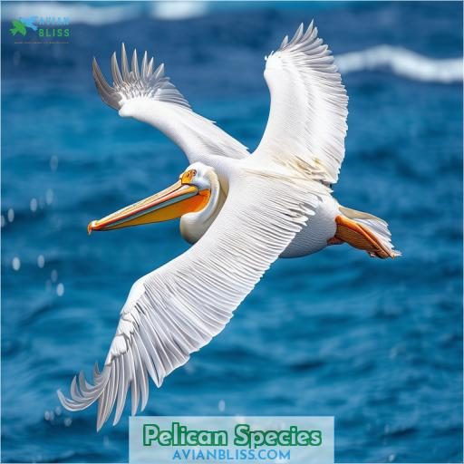 Pelican Species