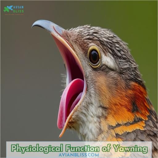 Physiological Function of Yawning