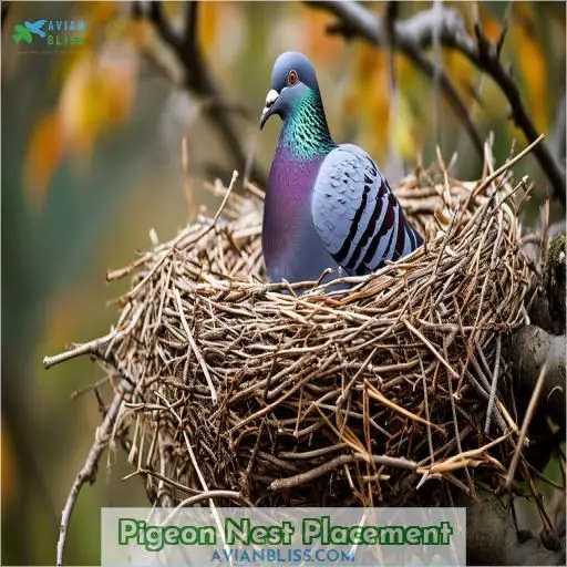 Pigeon Nest Placement