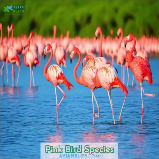 Pink Bird Species