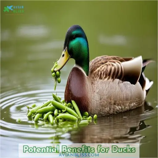 Potential Benefits for Ducks