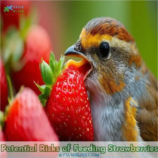 Potential Risks of Feeding Strawberries