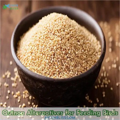 Quinoa Alternatives for Feeding Birds