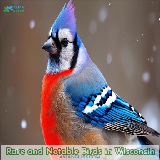 Rare and Notable Birds in Wisconsin