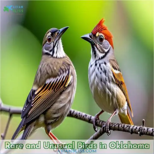 Rare and Unusual Birds in Oklahoma
